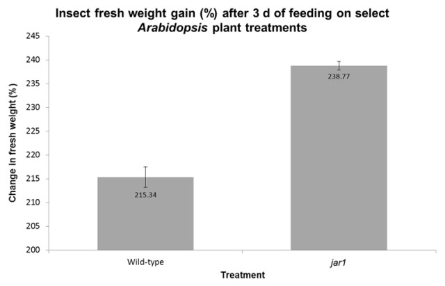 Inects feeding on wild-type arabidopsis had a weight gain of 215.24%. When feeding on jar1, weight gain was 238.77%. Standard error bars indicate this is statistically significant.