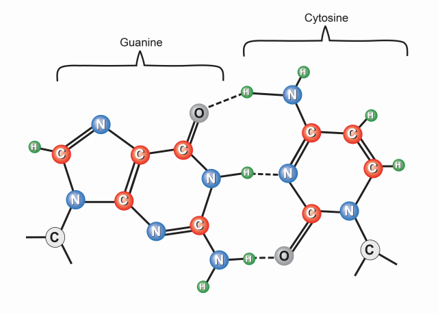 Cystine and guanine interaction
