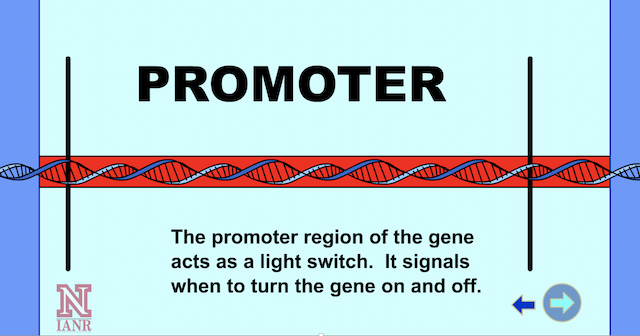 Transcription: control from the promoter and termination sequence | Gene  Expression Part 1: Reading Genes to Make Proteins - passel