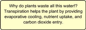 Why do plants waste all this water!? Transpiration helps the plant by providing evaporative cooling, nutrient uptake, and carbon dioxide entry.