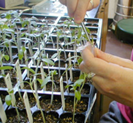 person places some plant tissue in a centrifuge tube.