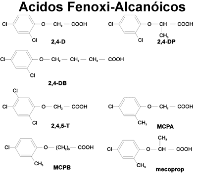 Ácidos fenoxi-alcanoicos: 2,4-D, 2,4-DB, 2,4,5-T, MCPB, 2,4-DP, MCPA, y mecoprop