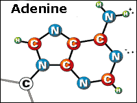Adenine structure