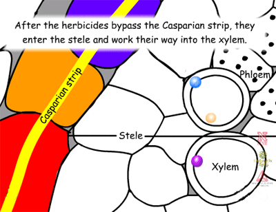 After herbicides bypass the Casparian strip, they enter the stele and work their way into the xylem.