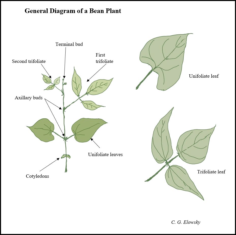 A line drawing of the parts of the red kidney bean plant. Credit: C.G. Elowsky.