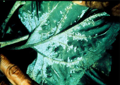 a plant leaf has a white substances that follows along the main veins.