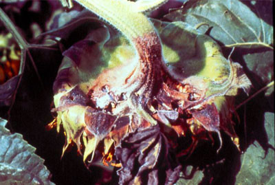 about 1/4 of flower is browned and dried, showing signs of disease