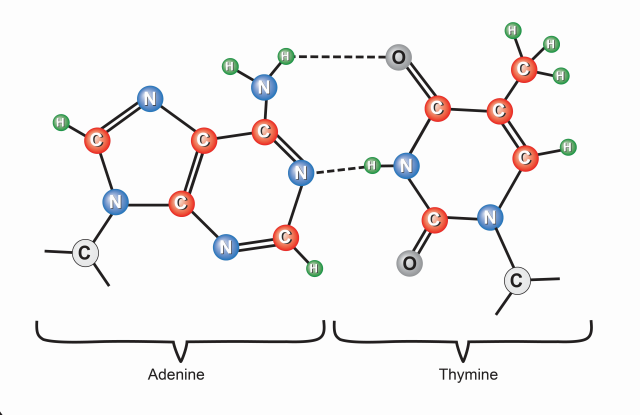 Adenine and thymine interaction