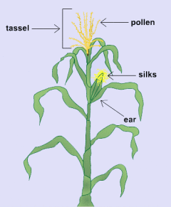 Mature corn plant with the male flower (tassel) and female flower (ear) labeled. Image by UNL, 2005