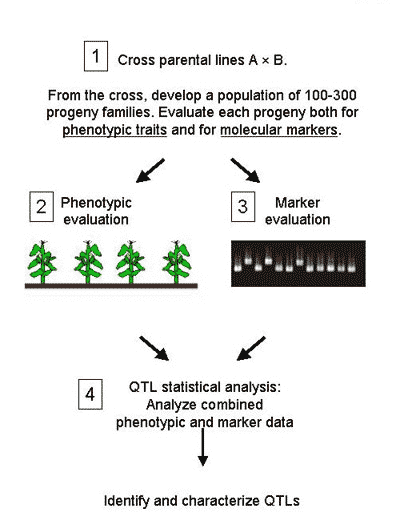 step 4 is the QTL statistical analysis where phenotypic and marker data are combined for analysis that leads to identification and characterization of QTLs
