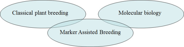 Marker assisted breeding has overlap with the fields of classical plant breeding and molecular biology