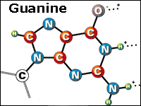 Guanine structure