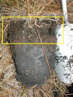 a shovel with a sample of soil that has a yellow box around that encompasses the soil just below the grass.