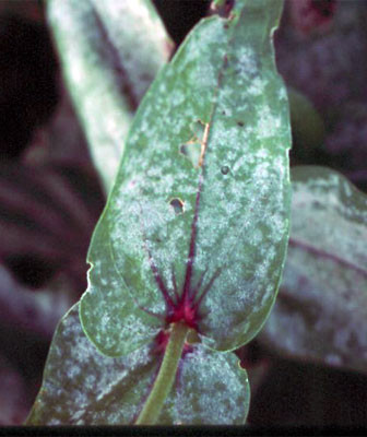 a leaf uniformly botched with a white substance